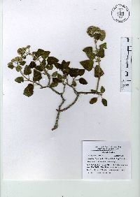 Ageratina tomentella image