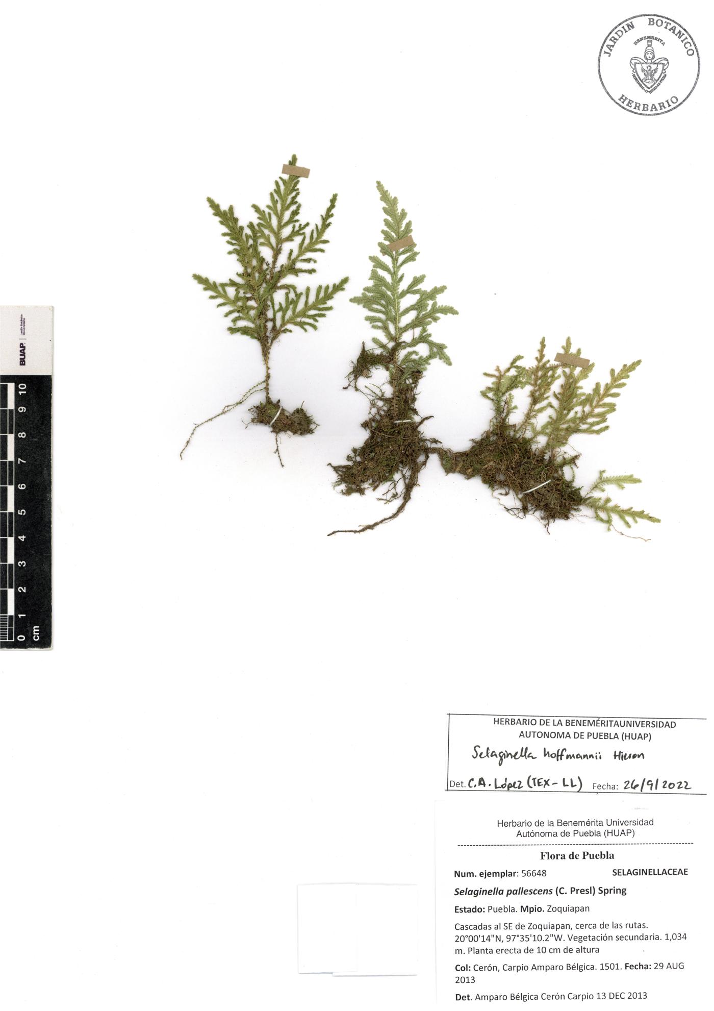 Selaginella hoffmannii image