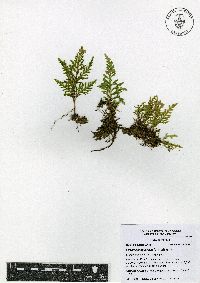 Selaginella pallescens image