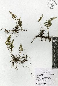 Myriopteris lendigera image