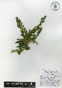 Selaginella pallescens image