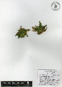 Selaginella pallescens image