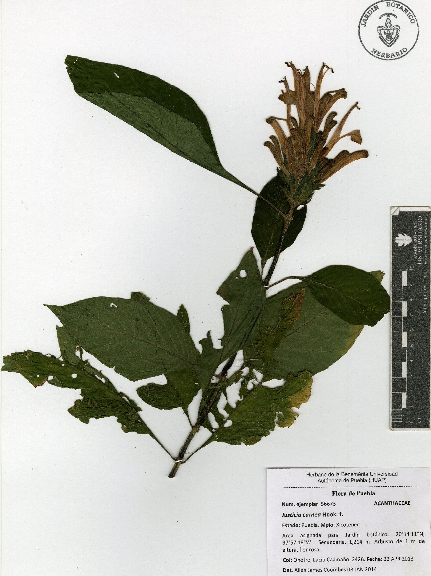 Justicia carnea image