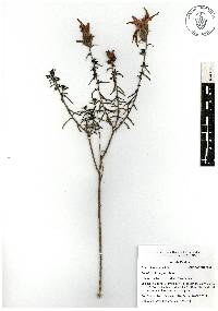 Castilleja tenuiflora image