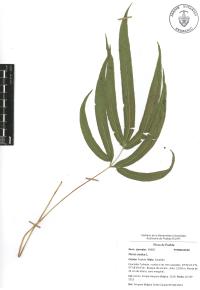 Pteris cretica image