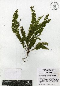 Asplenium sessilifolium var. sessilifolium image