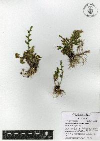 Selaginella pallescens image