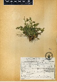 Selaginella pallescens image