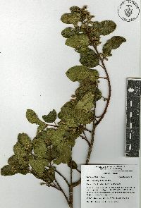 Rhus standleyi image