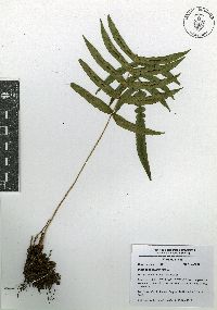 Blechnum occidentale image