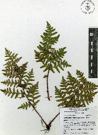 Cheiloplecton rigidum var. rigidum image