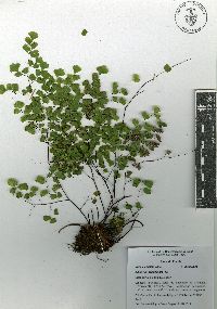 Adiantum tricholepis image