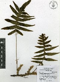 Polypodium arcanum image