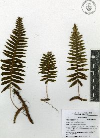Polypodium rhodopleuron image