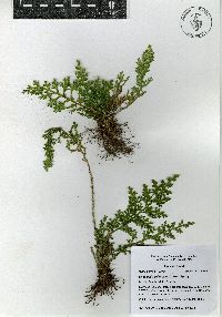 Selaginella pallescens image