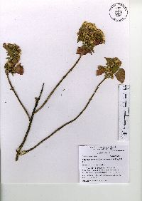 Ageratina petiolaris image