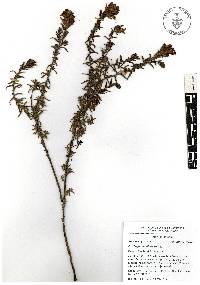 Castilleja tenuiflora image