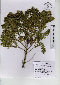 Baccharis conferta image