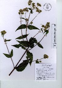 Alloispermum integrifolium image