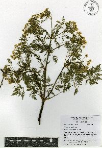 Conium maculatum image