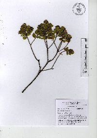 Baccharis conferta image