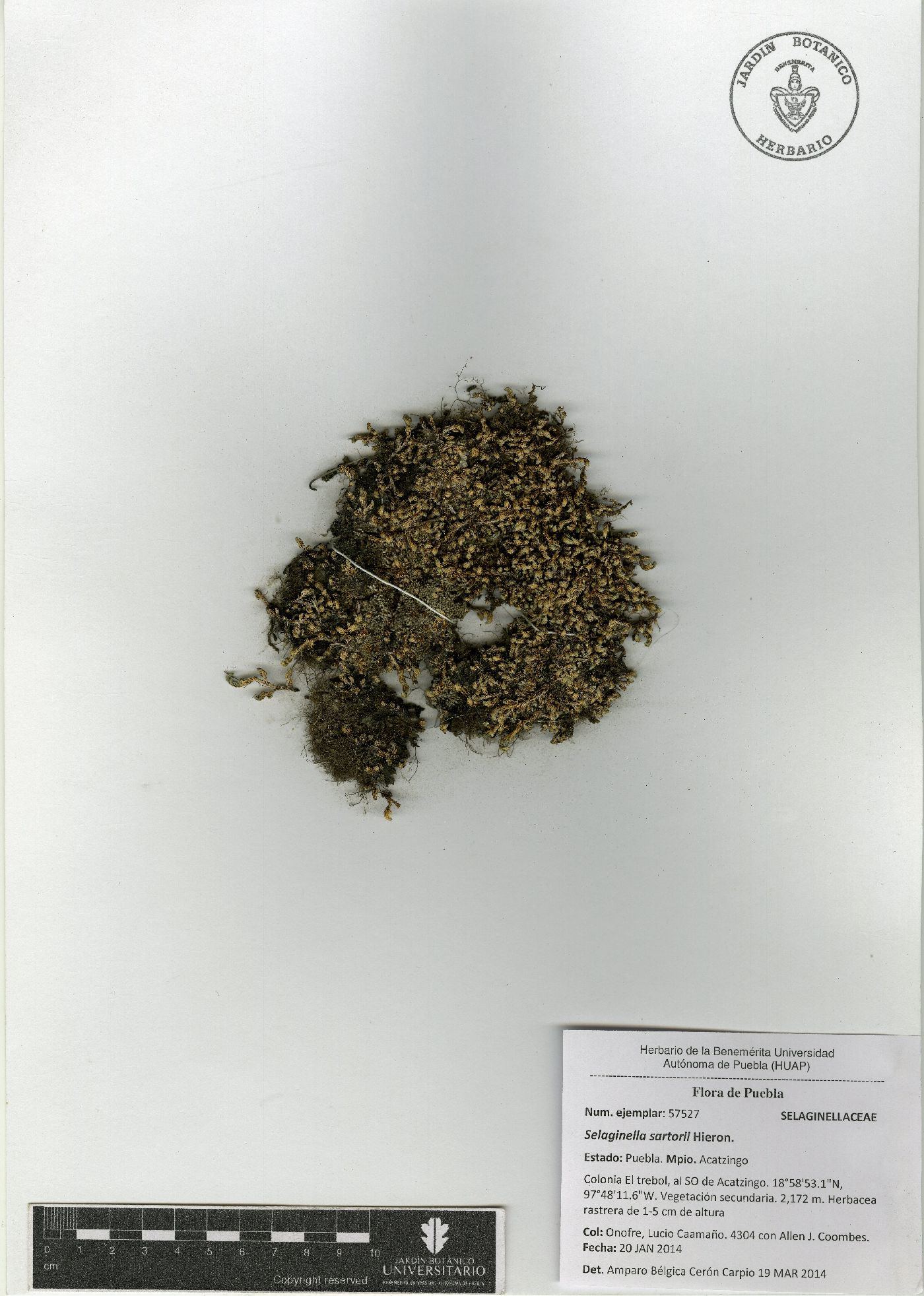 Selaginella sartorii image