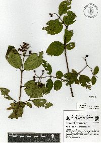 Viburnum microphyllum image