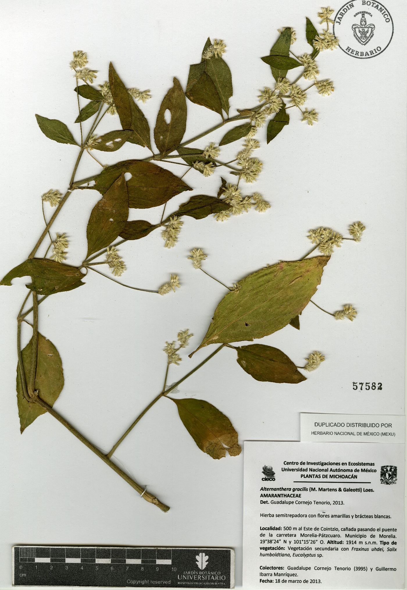 Alternanthera gracilis image