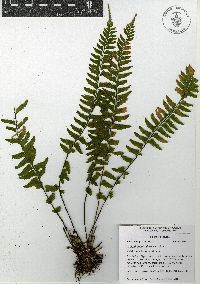 Asplenium miradorense image