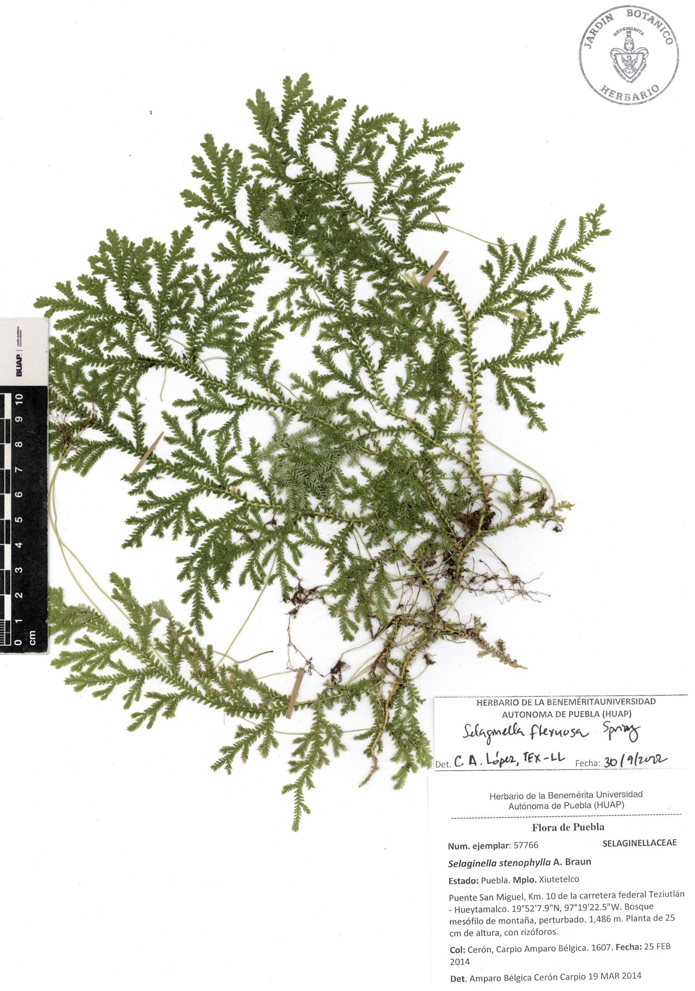 Selaginella flexuosa image