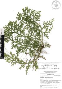 Selaginella flexuosa image