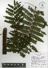 Cyathea fulva image