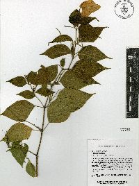 Ruellia pringlei image