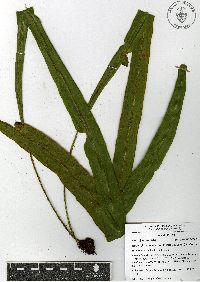 Elaphoglossum vestitum image