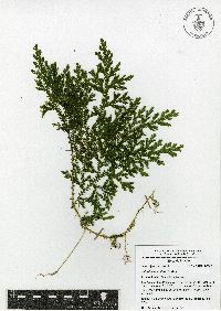 Selaginella stellata image