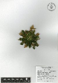 Selaginella pallescens image