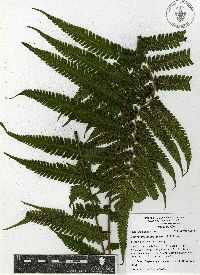 Thelypteris dentata image