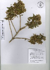 Ageratina petiolaris image