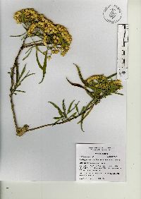 Barkleyanthus salicifolius image