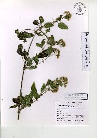 Ageratina pichinchensis image