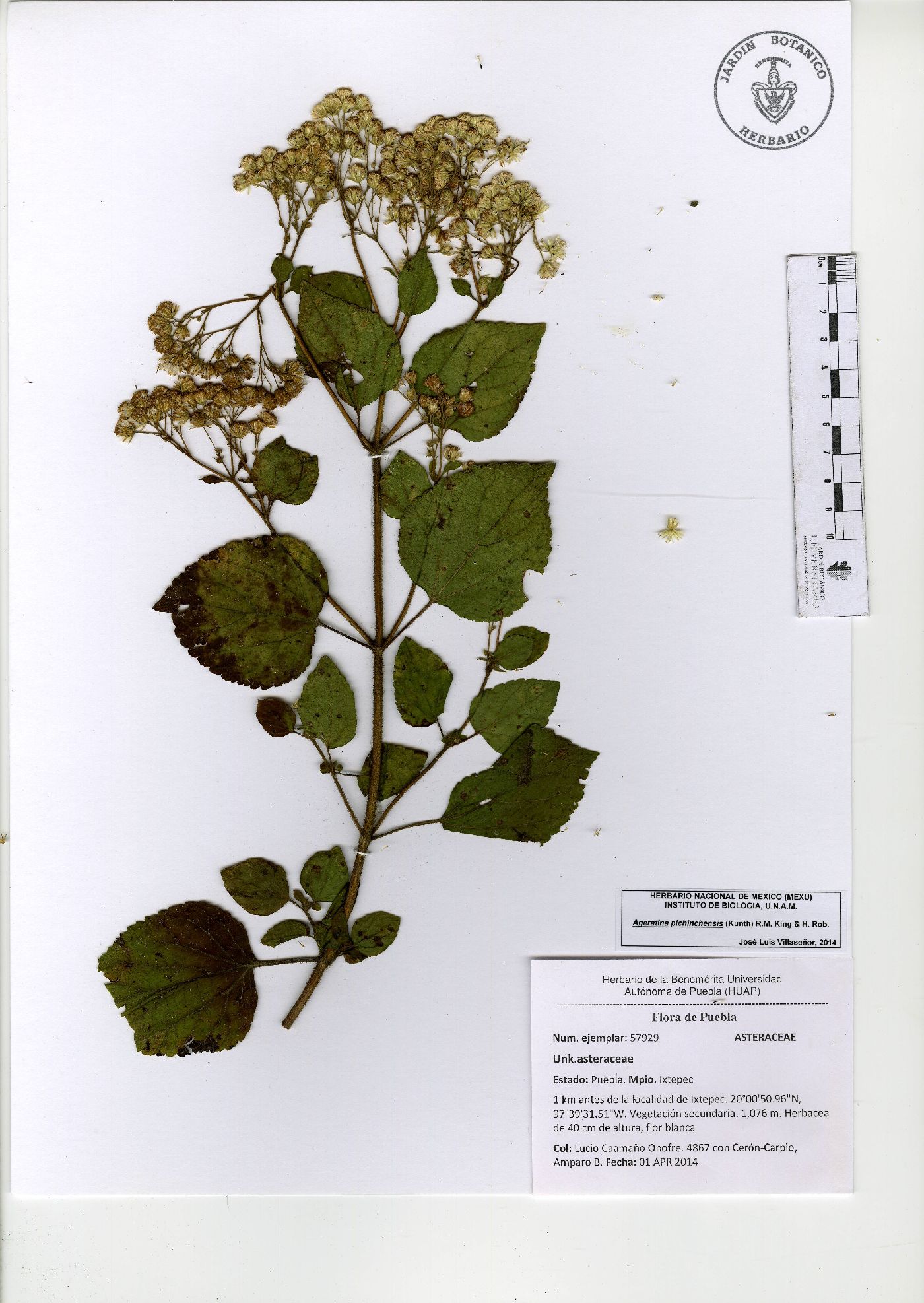 Ageratina pichinchensis image