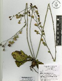 Acourtia scapiformis image