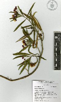Asclepias curassavica image