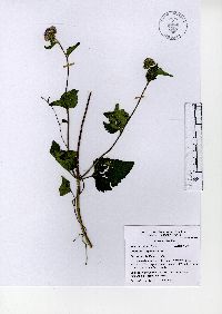 Ageratum corymbosum image