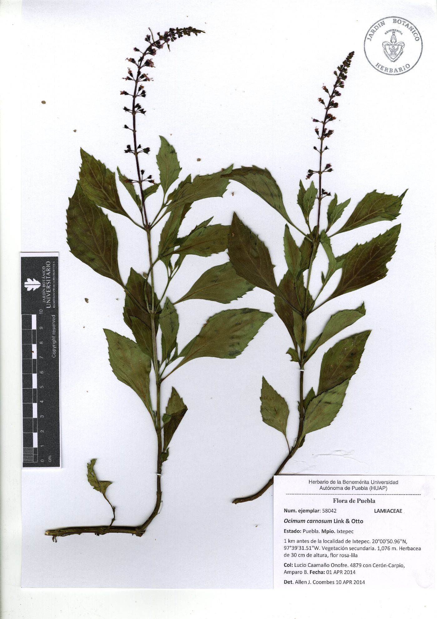 Ocimum carnosum image