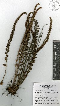 Astrolepis crassifolia image
