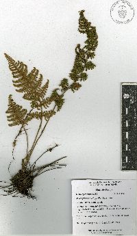Myriopteris myriophylla image