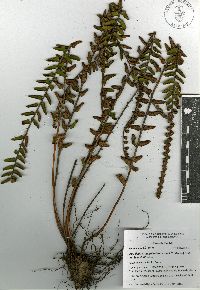 Astrolepis crassifolia image