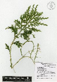 Selaginella stellata image