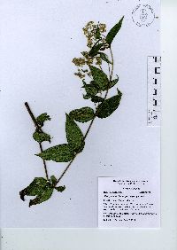 Alloispermum integrifolium image